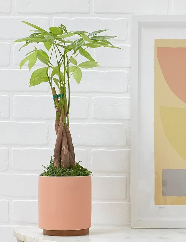 Ceramic Planter Pot   Plinth by LBE Design Lulu and Georgia