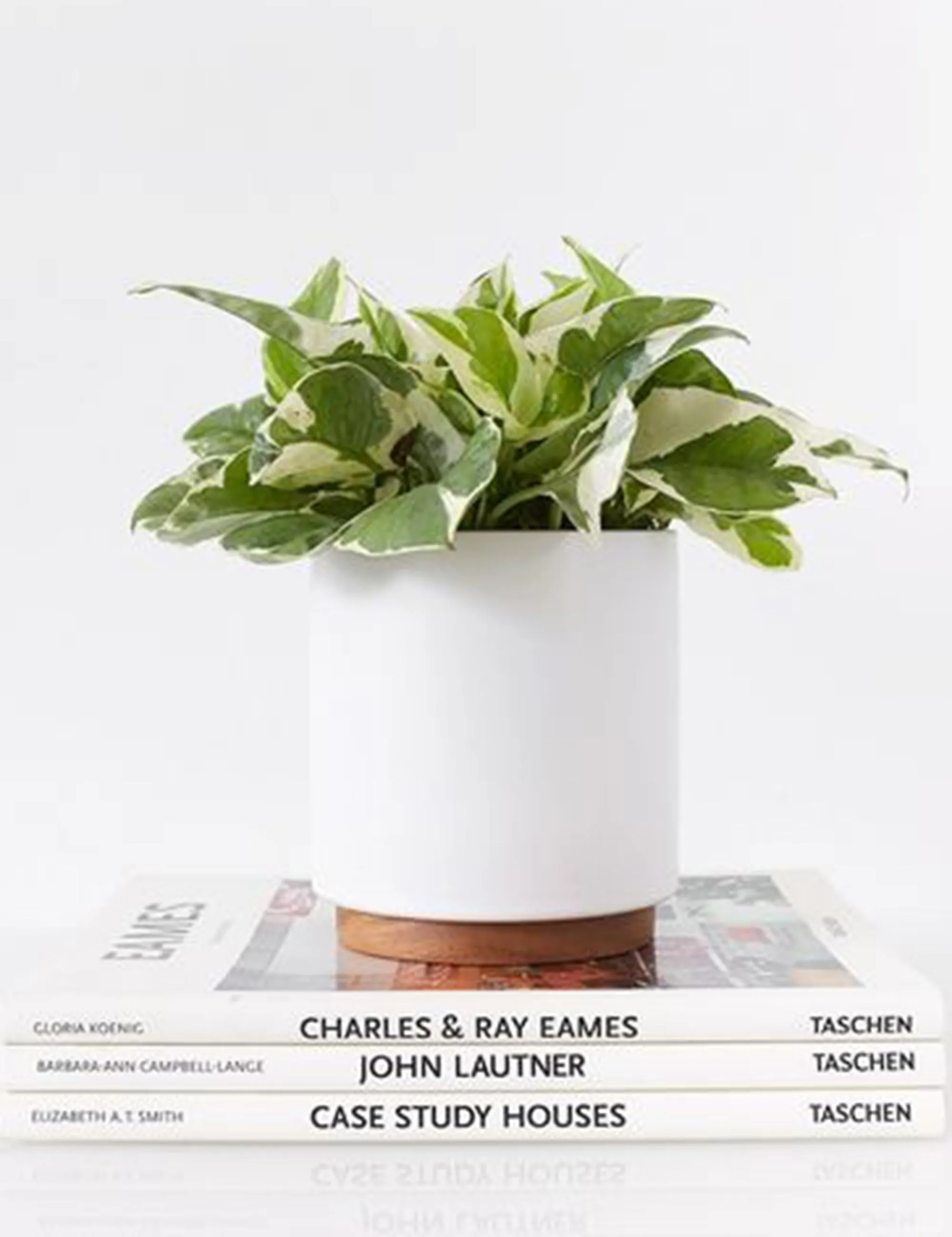 Ceramic Planter Pot   Plinth by LBE Design Lulu and Georgia