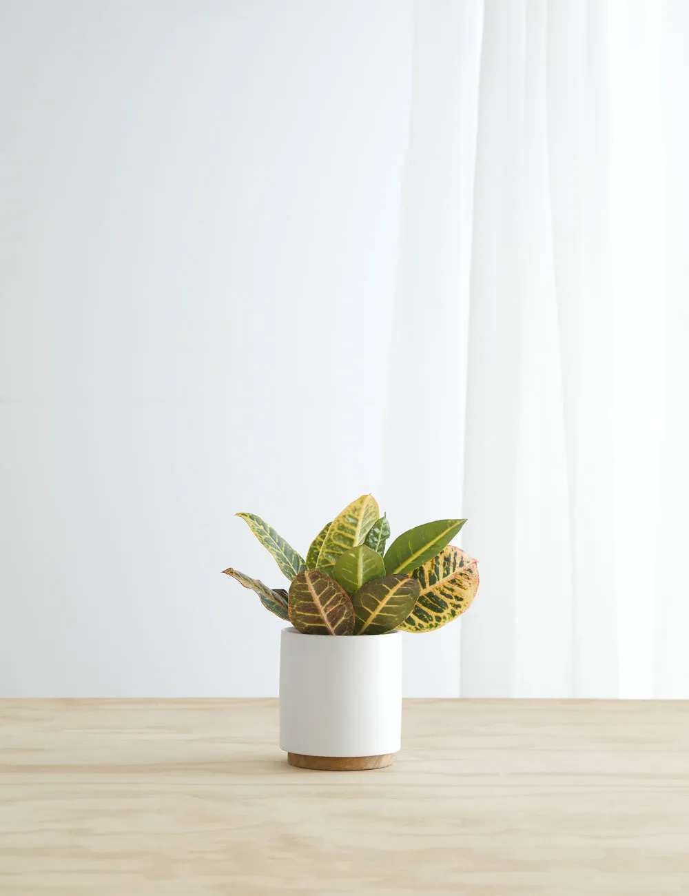 Ceramic Planter Pot   Plinth by LBE Design Lulu and Georgia
