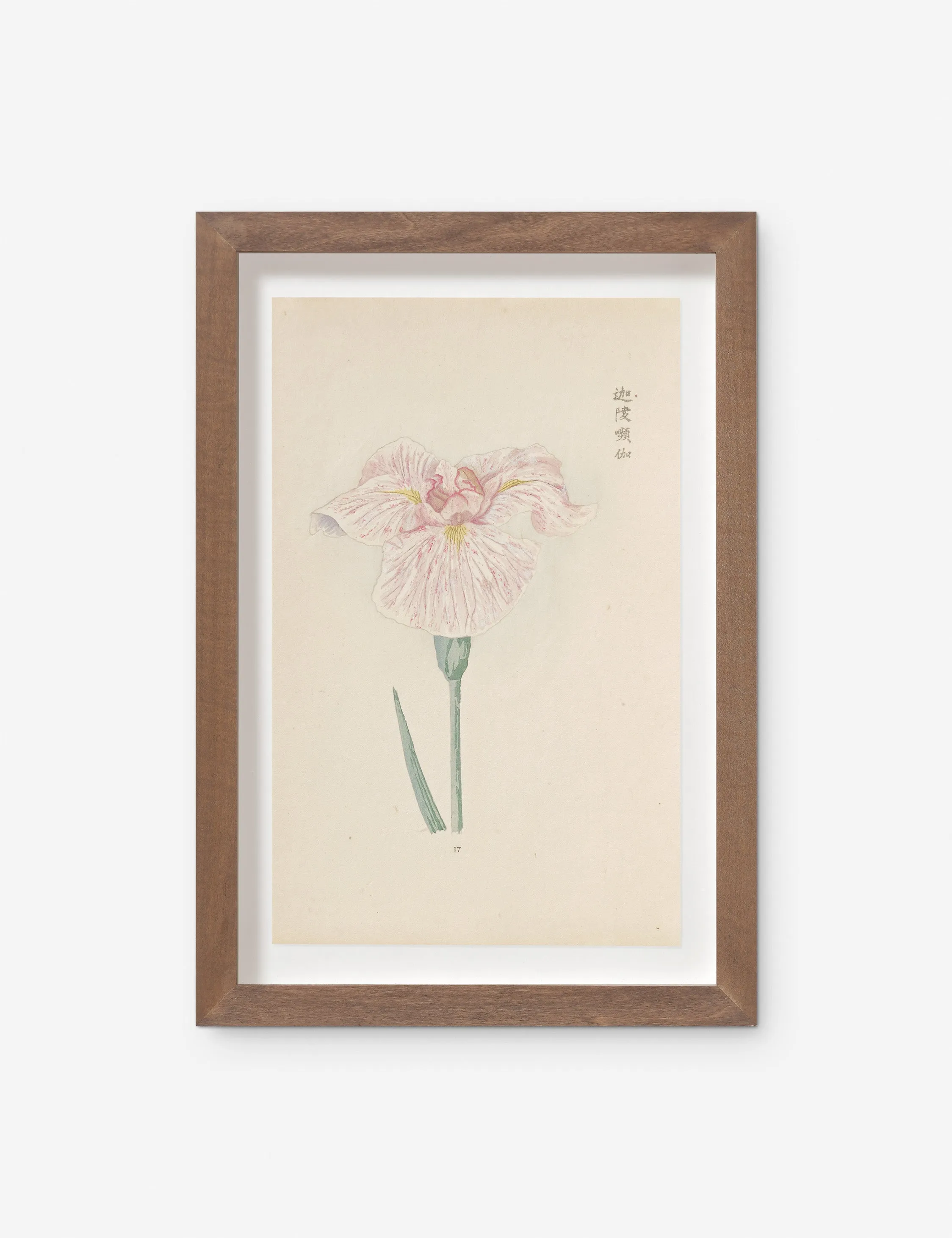 Vintage Japanese Iris No. 17 Wall Art by Miyoshi Manabu Lulu and Georgia