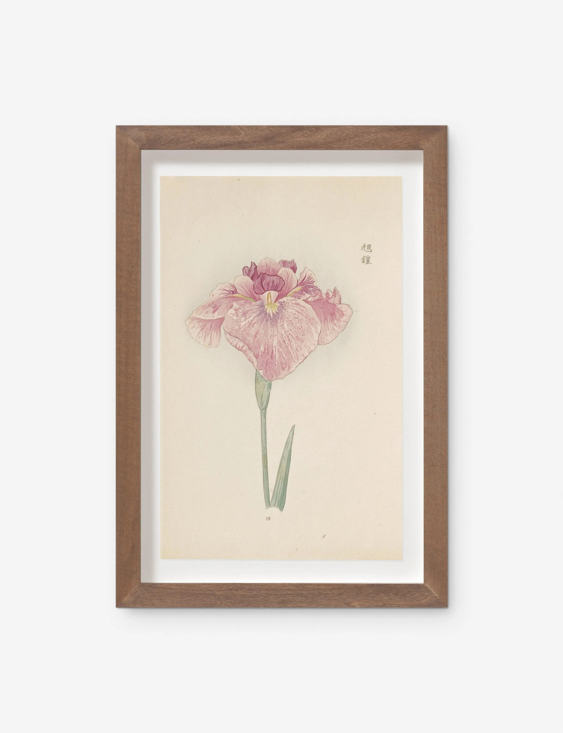 Vintage Japanese Iris No. 19 Wall Art by Miyoshi Manabu Lulu and Georgia