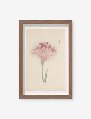 Vintage Japanese Iris No. 19 Wall Art by Miyoshi Manabu Lulu and Georgia