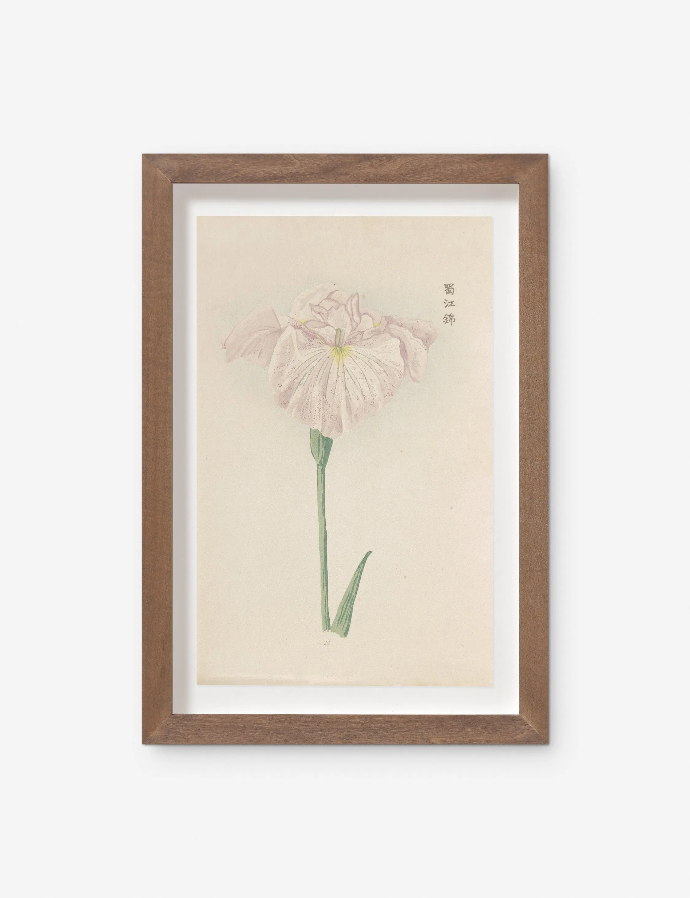 Vintage Japanese Iris No. 22 Wall Art by Miyoshi Manabu Lulu and Georgia