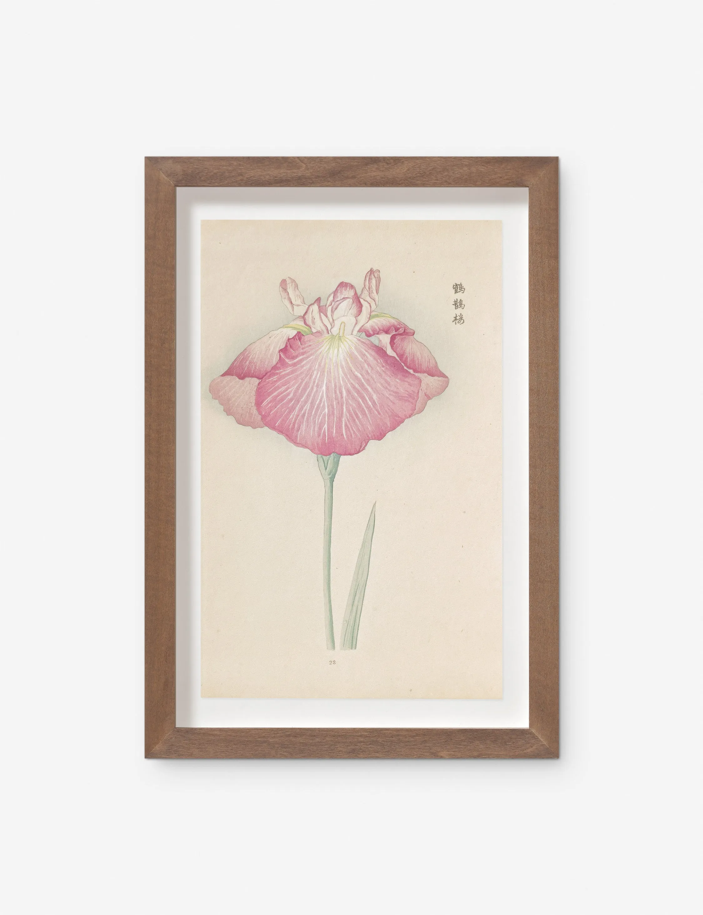 Vintage Japanese Iris No. 23 Wall Art by Miyoshi Manabu Lulu and Georgia