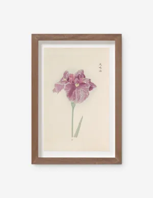 Vintage Japanese Iris No. 24 Wall Art by Miyoshi Manabu Lulu and Georgia