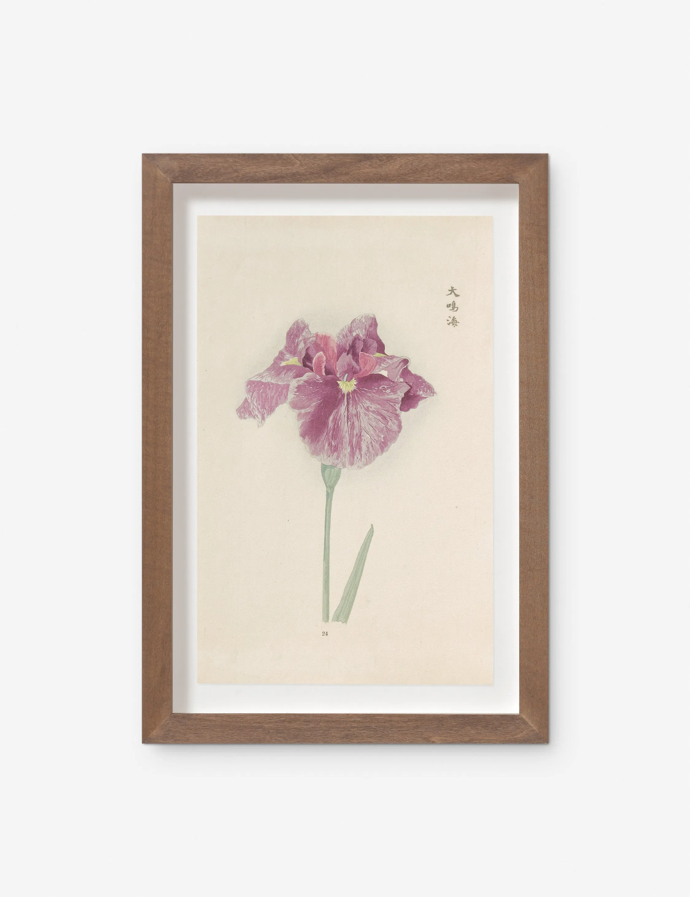 Vintage Japanese Iris No. 24 Wall Art by Miyoshi Manabu Lulu and Georgia
