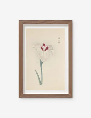 Vintage Japanese Iris No. 31 Wall Art by Miyoshi Manabu Lulu and Georgia