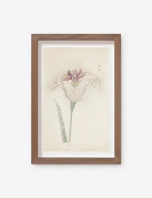 Vintage Japanese Iris No. 33 Wall Art by Miyoshi Manabu Lulu and Georgia
